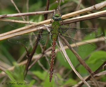 Anax longipes, female